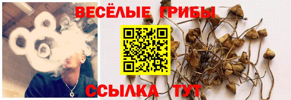 Конаково  Галлюциногенные грибы Psilocybe  Вход с VPN 